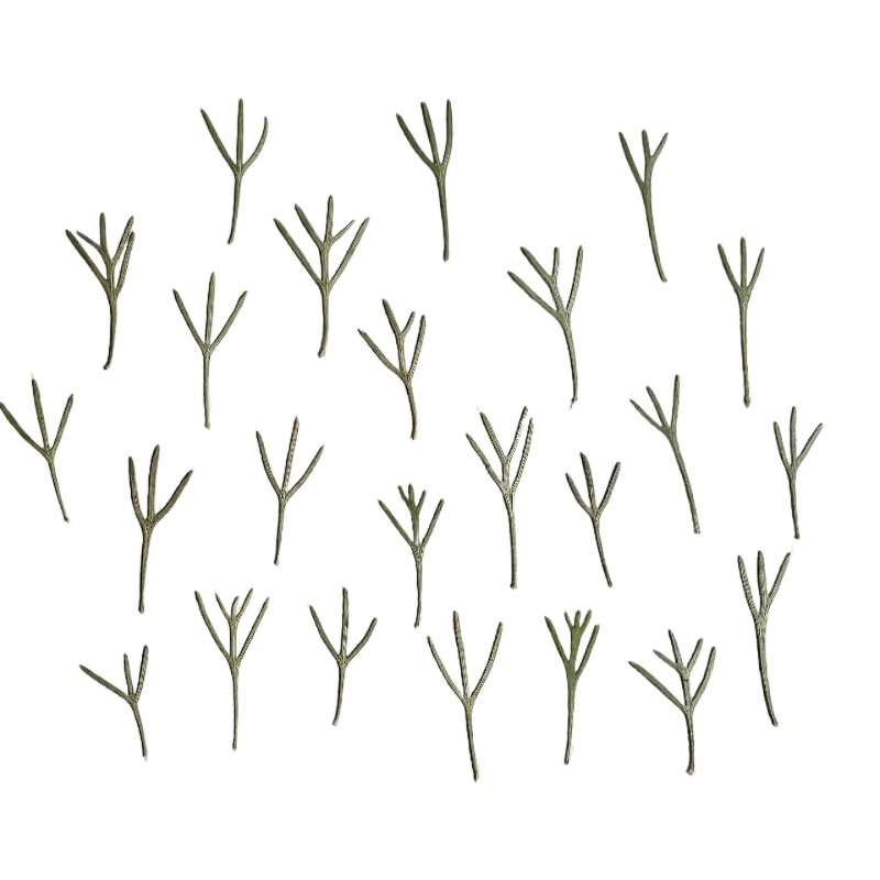 Resin Art Baby - 24 peças, Folhas de Achillea Prensadas