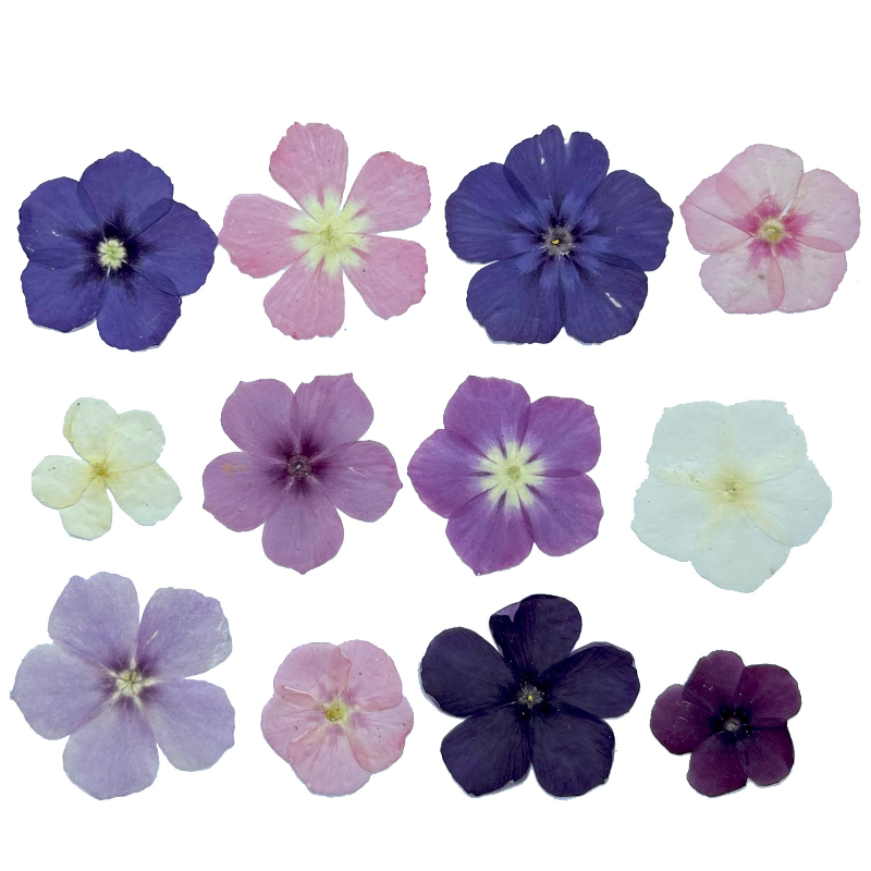 12 peças, nicho semi-transpare - Resin Art Baby avaliação e preço